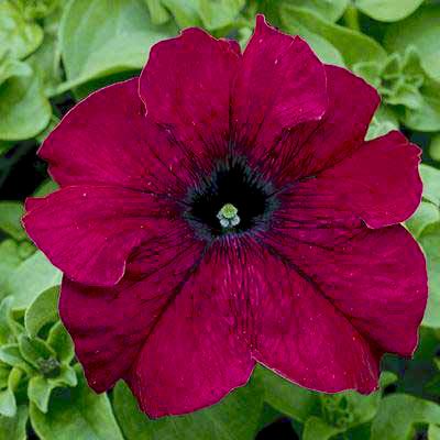 Петуния крупноцветковая (Petunia grandiflora F1) Tritunia Burgundy, 250 драже