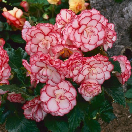 Бегония клубневая (Begonia tuberosa) On Top Pink Halo, 25 драже