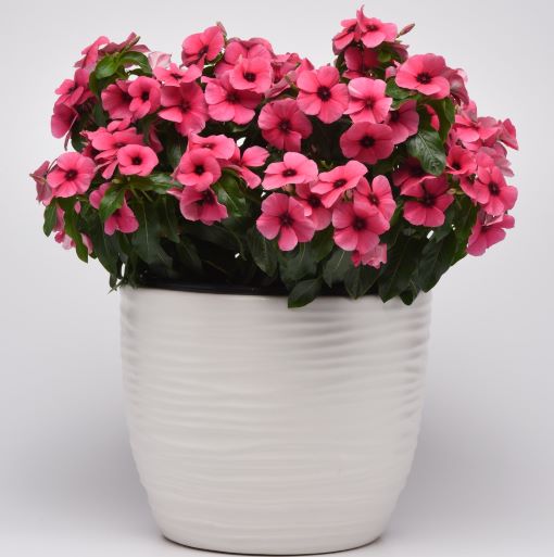 Катарантус розовый (Vinca rosea) Tattoo Raspberry, 50 семян