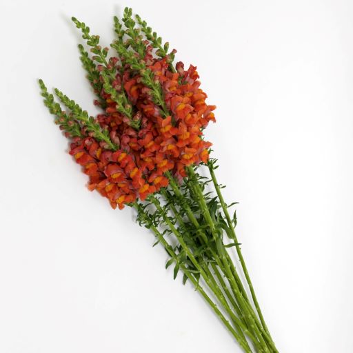 Львиный зев на срезку (Antirrhinum majus) Potomac Dark Orange, 100 семян