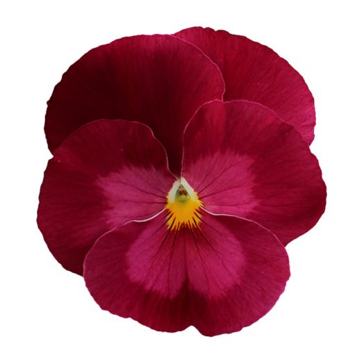 Виола виттрока (Viola wittrockiana) Premier Clear Rose, 100 семян