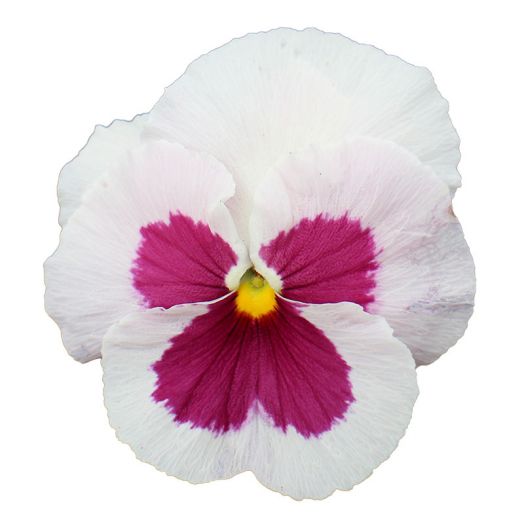Виола виттрока (Viola wittrockiana) Premier White with Rose Blotch, 100 семян