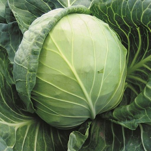 Капуста белокочанная Бурбон F1, 100шт семян