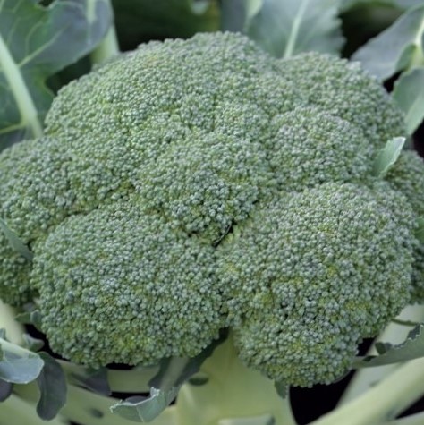 Капуста брокколи Монако F1, 100шт семян