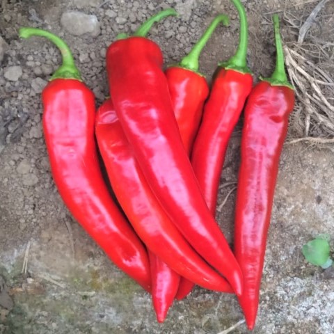 Перец острый Шакира F1, 10шт семян