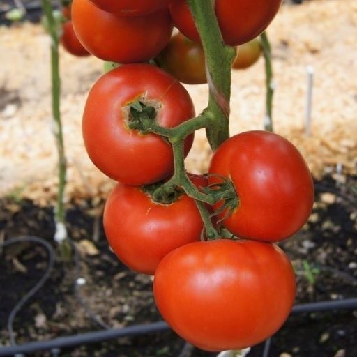 Томат полудетерминантный Президент 2 F1, 10шт семян