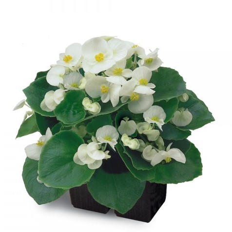 Бегония вечноцветущая (Begonia semperflorens) Ambassador F1 White, 250 драже