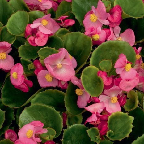 Бегония вечноцветущая (Begonia semperflorens) Ambassador F1 Rose, 250 драже