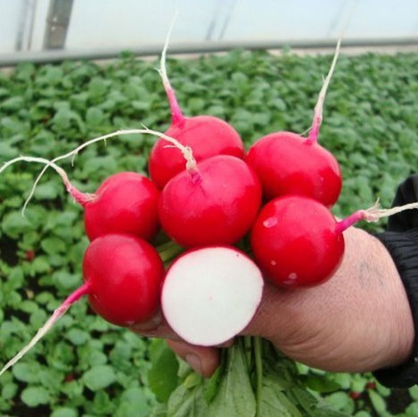 Редис Дуро Краснодарское, 10г семян