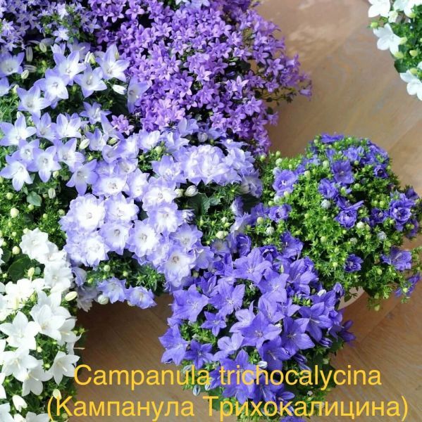 Campanula trichocalycina (Кампанула Трихокалицина)