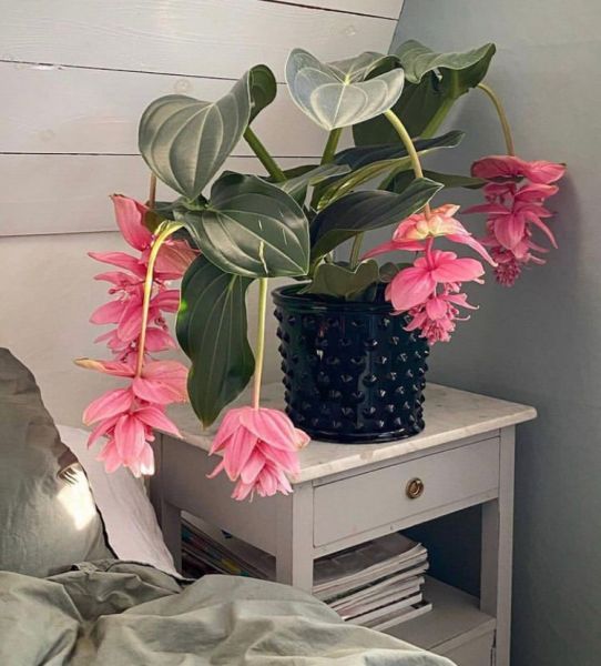Medinilla magnifica- Мединилла