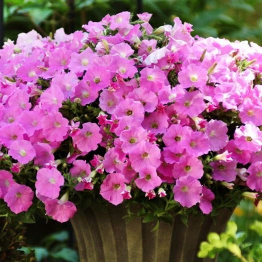 Петуния ампельная (Petunia trayling F1) Shock Wave Pink Shade, 50 драже