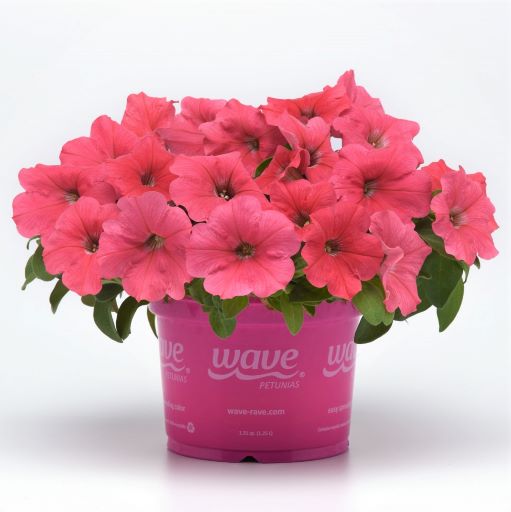 Петуния ампельная (Petunia trayling F1) E3 Easy Wave Coral, 50 драже