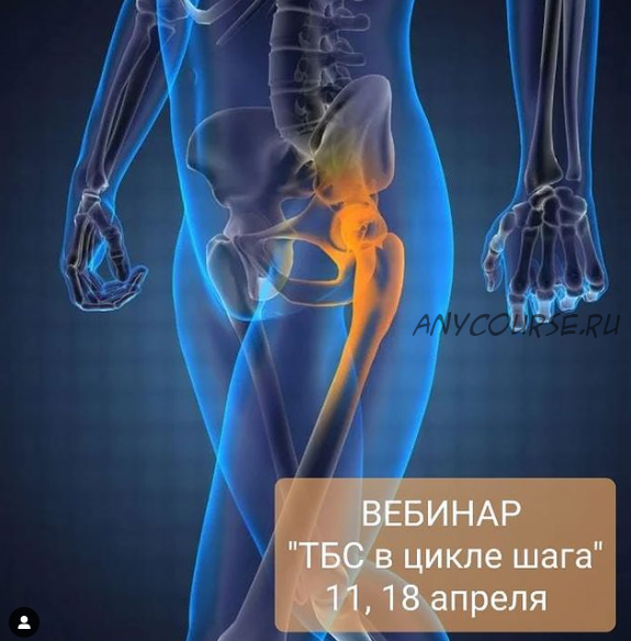 Тазобедренный сустав в цикле шага (Денис Никифоров, Дарья Тропкина)