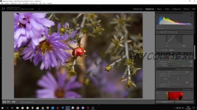 Красивые цвета без труда. Работа с цветом в Lightroom (Александра Калтыкова)