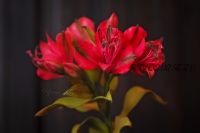 Альстромерия из фоамирана (Ирина Зверева)