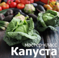 Капуста (fruityclay)