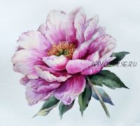 Нежный пион акварелью (Елена Вавилина)