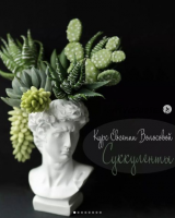 Суккуленты (Евгения Волосова)