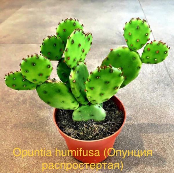 Opuntia humifusa (Опунция распростертая)