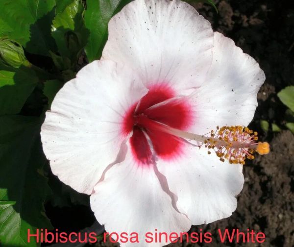 Hibiscus rosa sinensis White