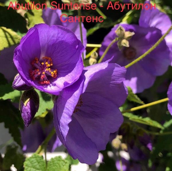 Abutilon Suntense - Абутилон Сантенс