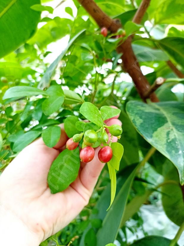 Семена "Муррайя метельчатая"