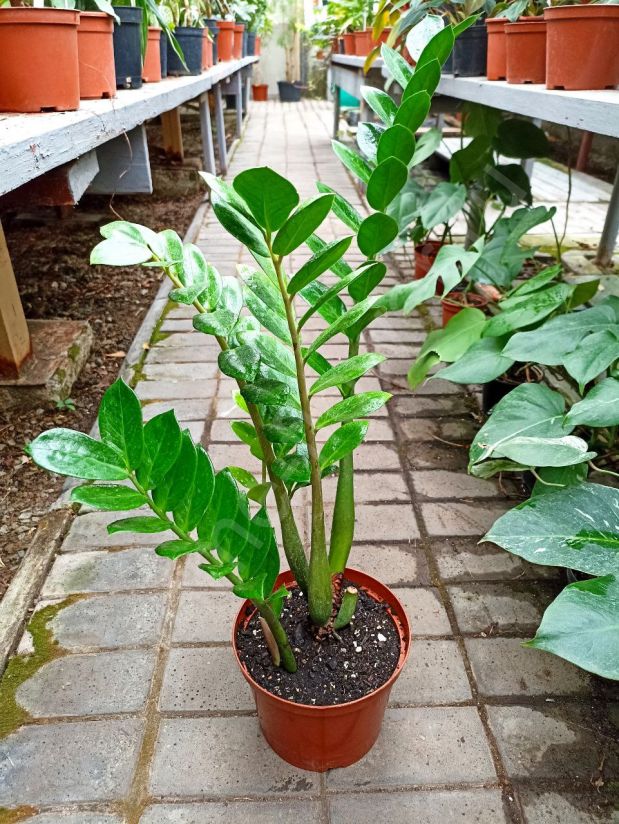 Замиокулькас "Долларовое дерево"