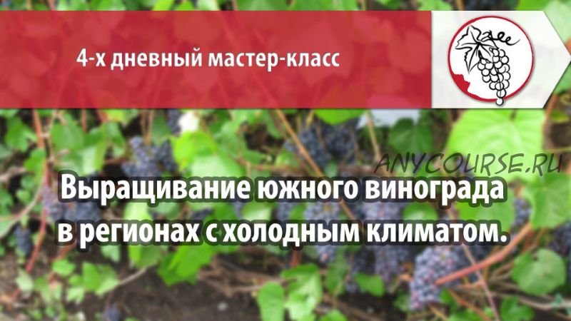 Выращивание южного винограда в регионах с холодным климатом (Александр Рыкалин)