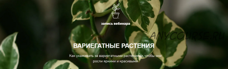 [Plants_zasteklom] Вариегатные растения (Натали Серова)