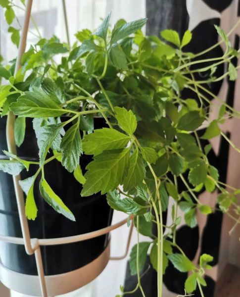 Gynostemma pentaphyllum - южный женьшень