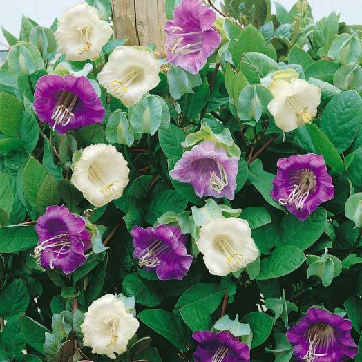 Кобея лазающая (Cobaea scandens) Mix, 1г семян