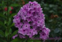 Флокс 'Монмартр' / Phlox 'Monmartr'