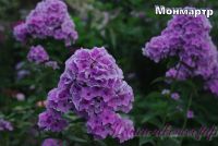 Флокс 'Монмартр' / Phlox 'Monmartr'