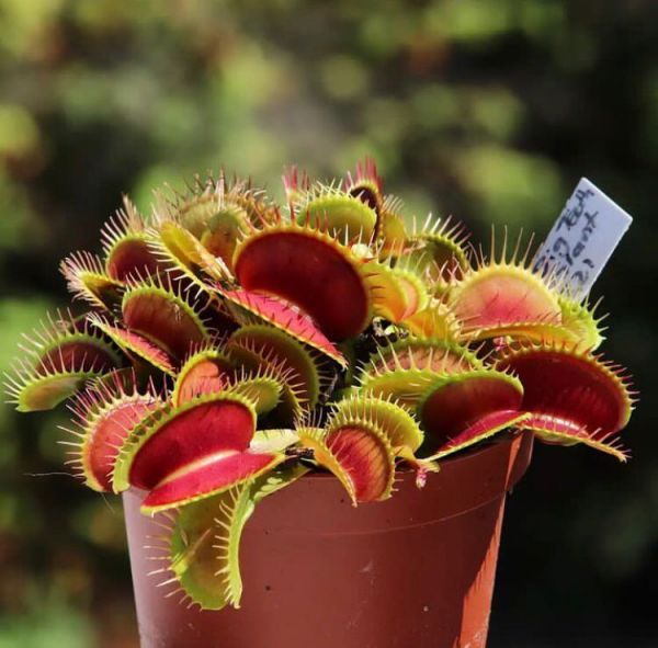 Dionaea Muscipula - венерина мухоловка