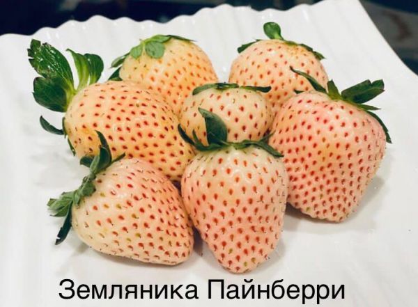 Земляника Пайнберри