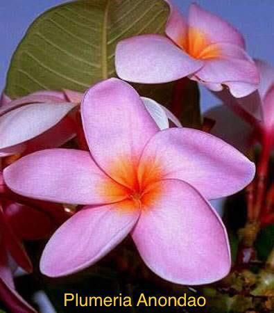 Plumeria Anondao