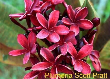 Plumeria Scott Pratt