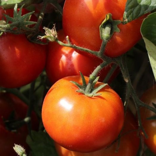 Томат детерминантный Андромеда F1, 50шт семян