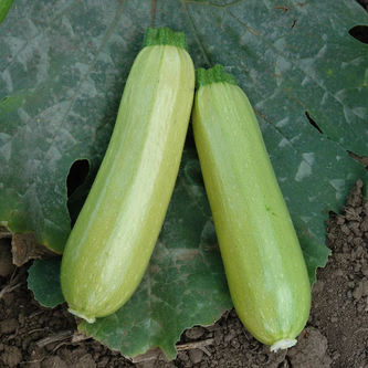 Кабачок ИСКАНДЕР F1, 250 семян