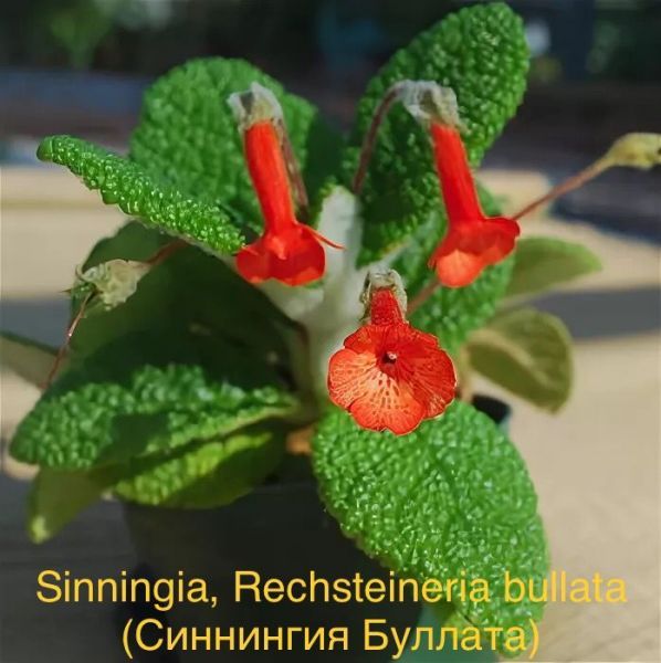 Sinningia, Rechsteineria bullata (Синнингия Буллата)