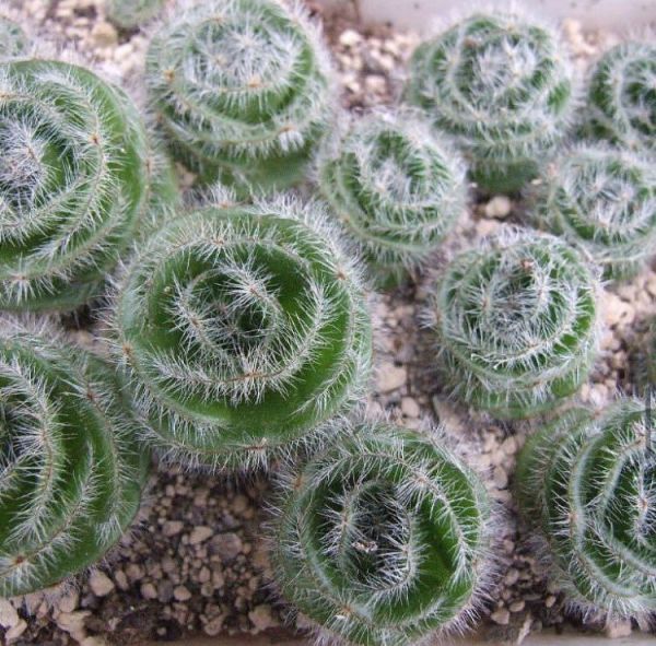 Crassula barbata (Крассула бородавчатая)