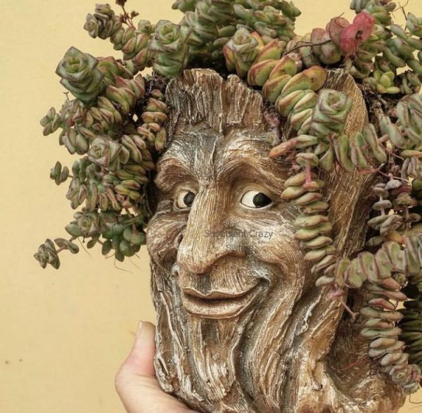 Crassula perforata (Крассула Перфората)