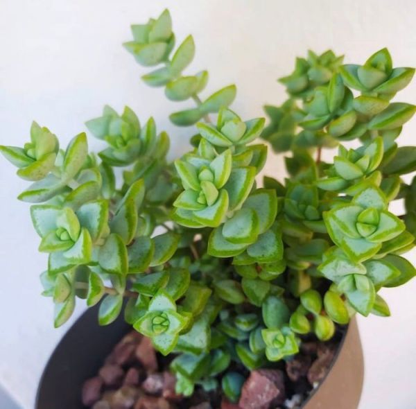 Crassula rupestris (Крассула скальная)