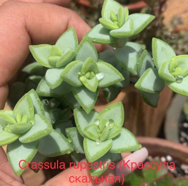 Crassula rupestris (Крассула скальная)