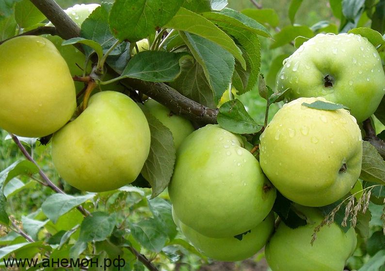 Яблоня "Антоновка" (Осеннего срока созревания/Полукарлик)