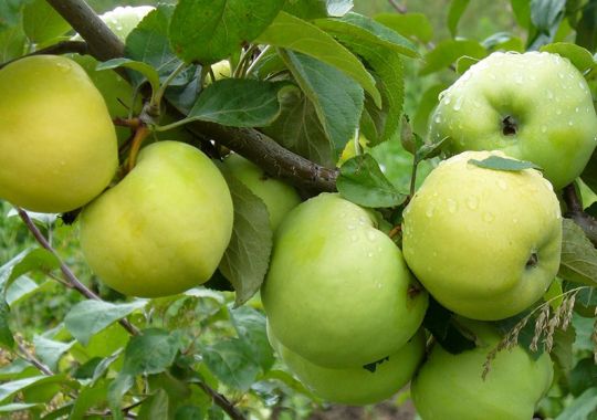 Яблоня "Антоновка" (Осеннего срока созревания/Полукарлик)