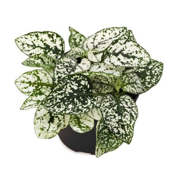 Гипоестес Конфети белый