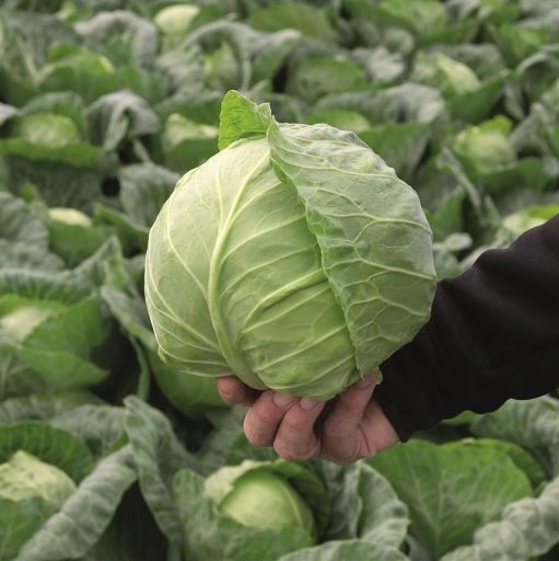 Капуста белокочанная Ранини F1, 100шт семян