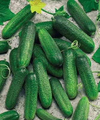 Огурец КЛОДИН F1, 250 семян